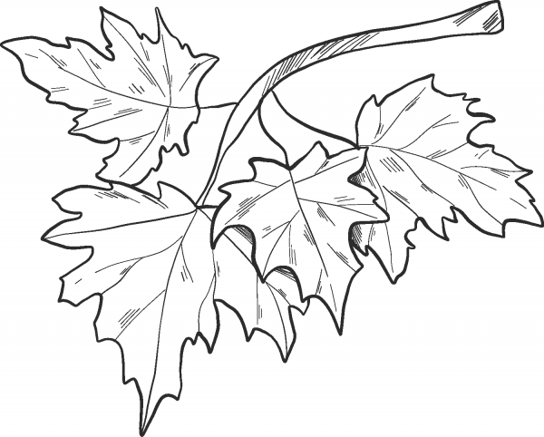 Fall Leaves on a Branch coloring page image