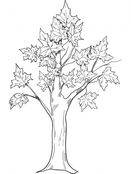 Fall Tree coloring page image