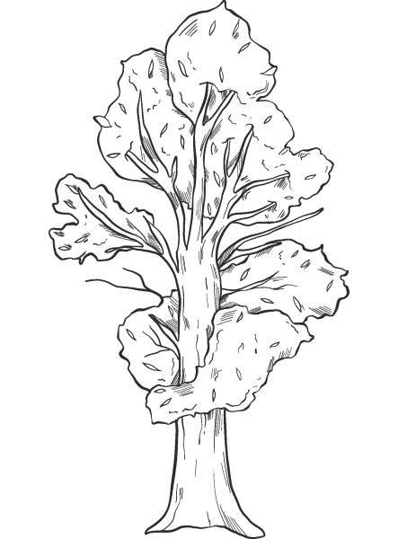 Fall Tree coloring page image