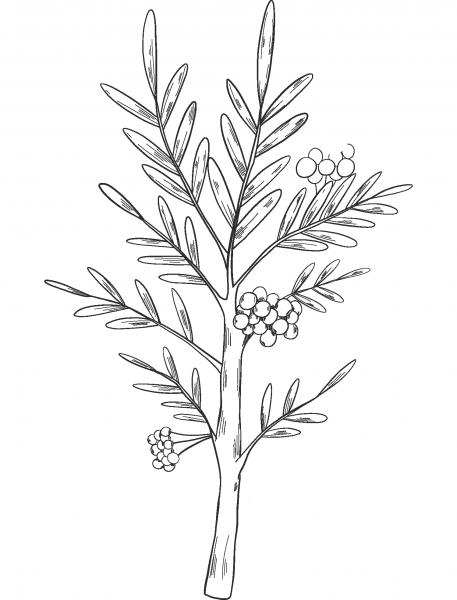 Fall Tree coloring page image