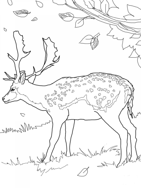 Fallow Deer coloring page image