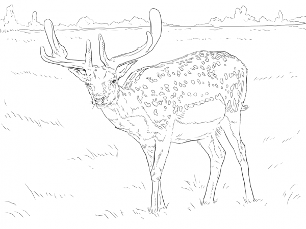 Fallow Deer coloring page image