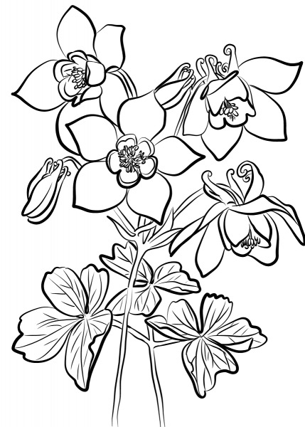 Fan Columbine coloring page image