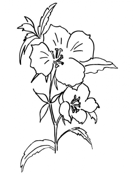 Farewell to Spring or Godetia  coloring page image