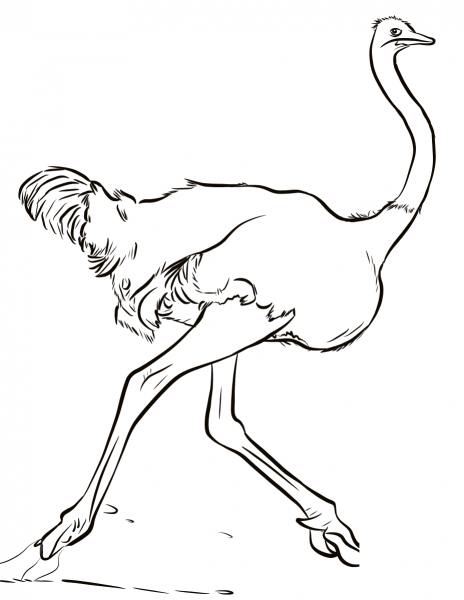 Fast Ostrich  coloring page image