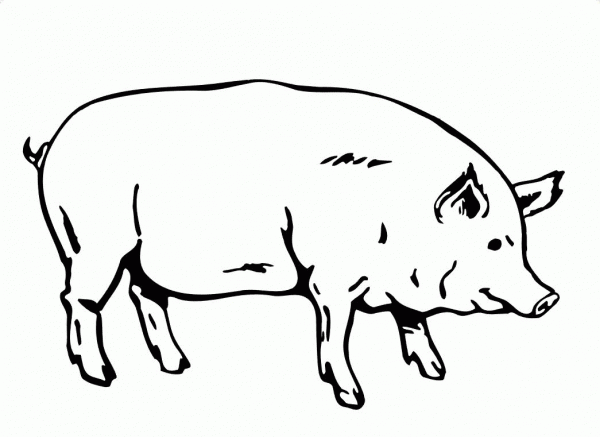 Fat Pig coloring page image