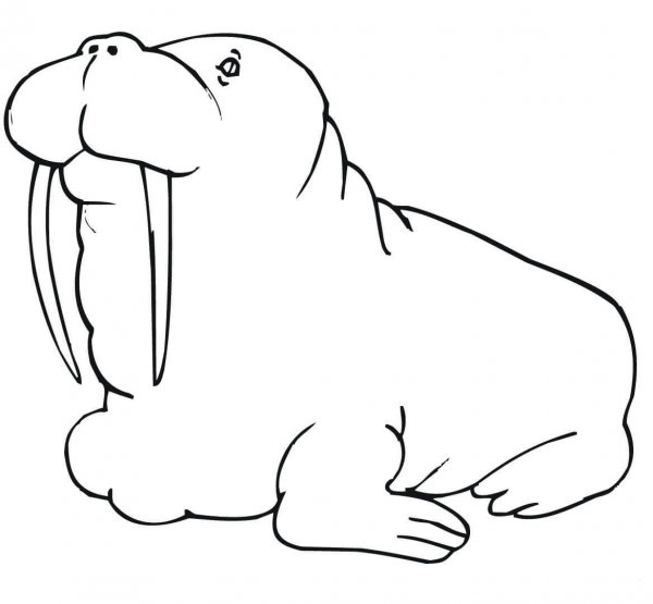 Fat Walrus coloring page image