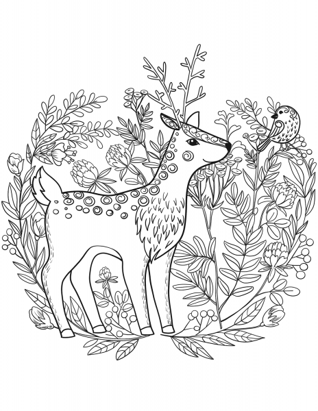 Fawn coloring page image