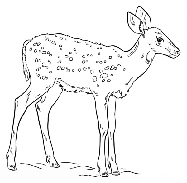 Fawn coloring page image
