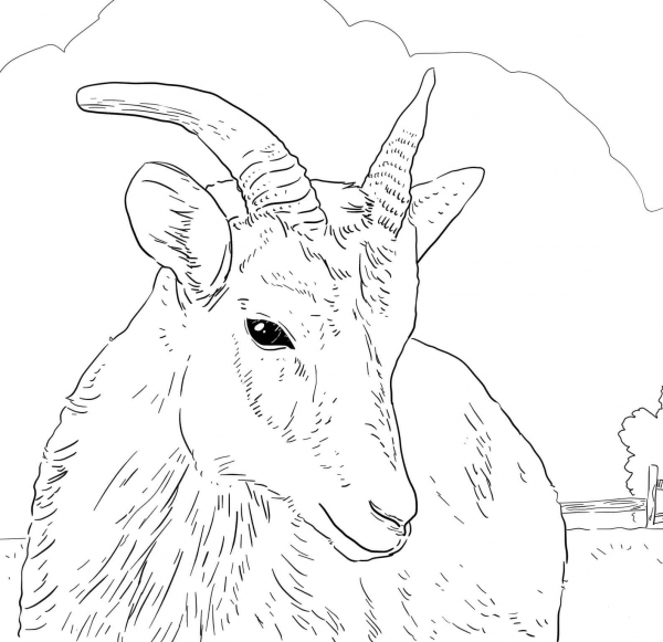 Female Big Horn Sheep coloring page image