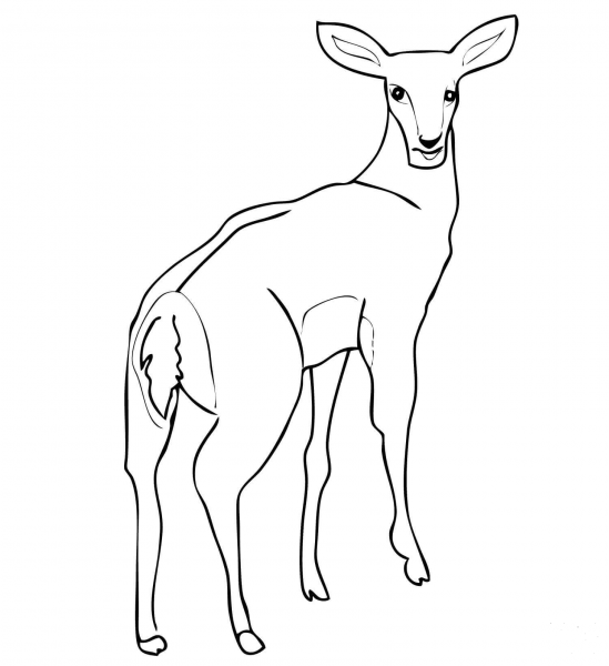 Female Impala Antelope coloring page image
