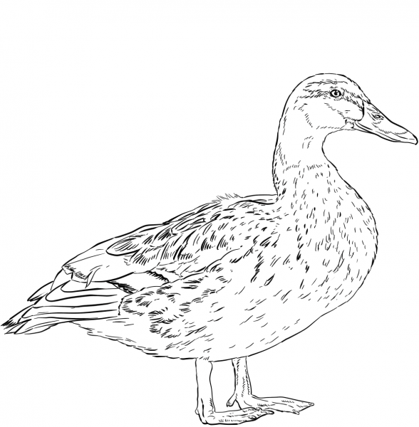 Female Mallard Duck coloring page image