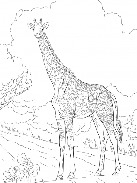 Female Masai Giraffe coloring page image