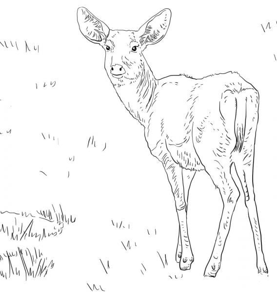 Female Mule Deer coloring page image