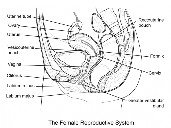 Female Reproductive System coloring page image