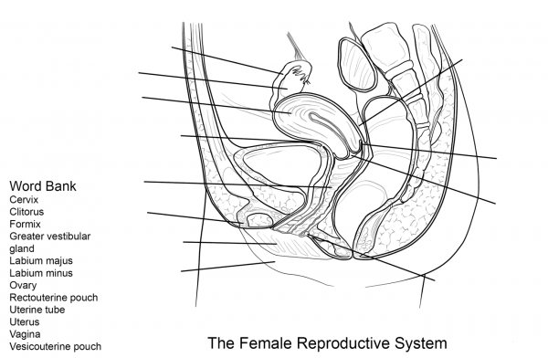 Female Reproductive System Worksheet coloring page image