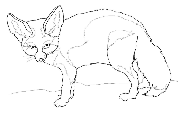 Fennec Fox coloring page image