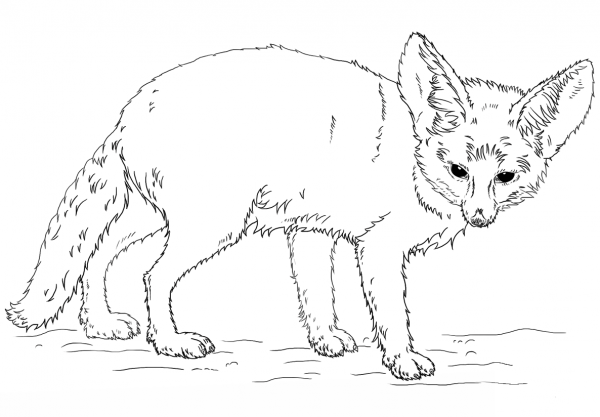 Fennec Fox coloring page image