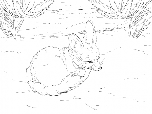Fennec Fox curls up into a ball coloring page image
