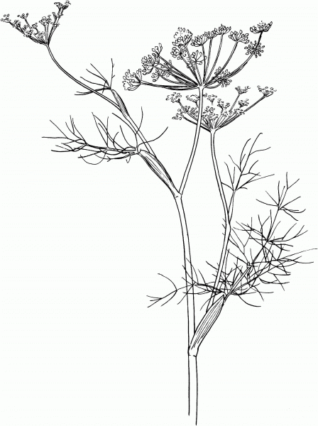 Fennel coloring page image