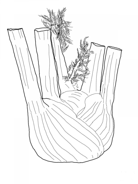 Fennel Root coloring page image