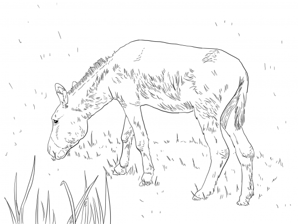 Feral Donkey coloring page image