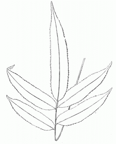 Fern Branch coloring page image