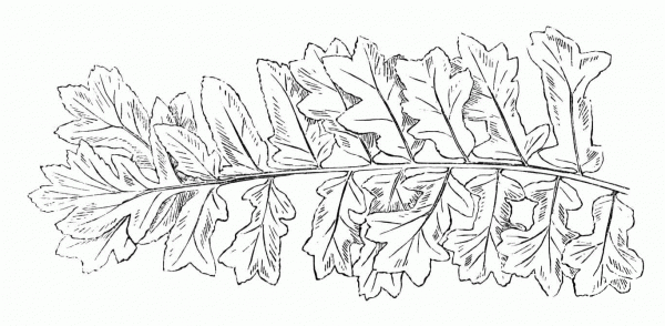 Fern coloring page image