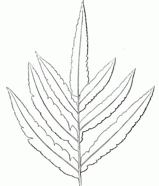 Fern  coloring page image