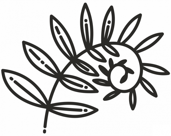 Fern coloring page image