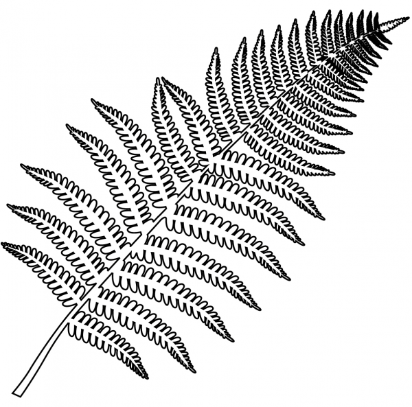 Fern coloring page image