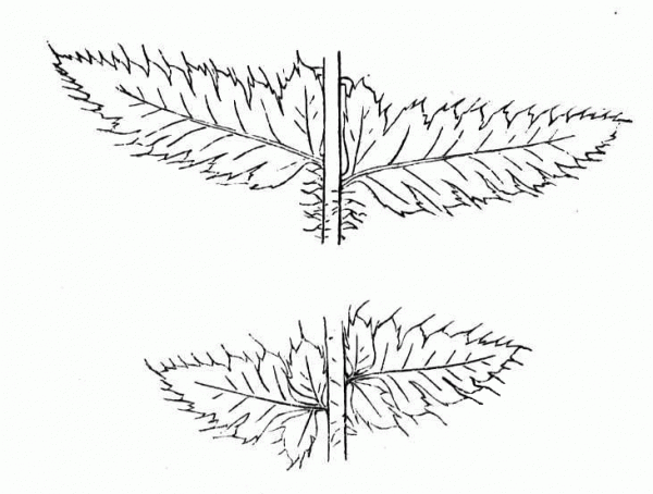 Fern Is Falling in the Water coloring page image