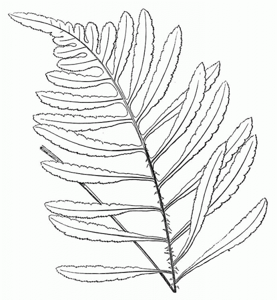 Fern Leaf coloring page image