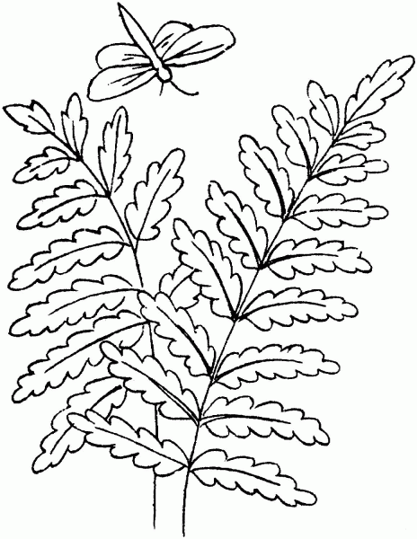 Fern Leaves and a Dragonfly coloring page image