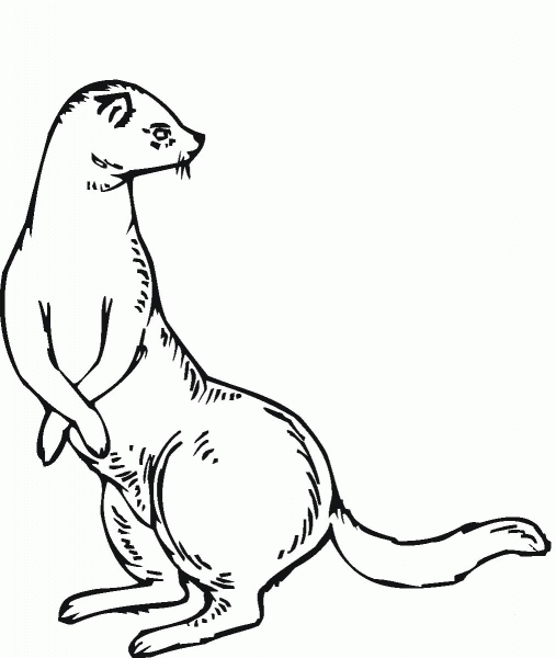 Ferret 10 coloring page image