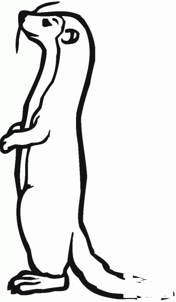 Ferret 12 coloring page image