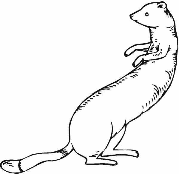 Ferret 13 coloring page image