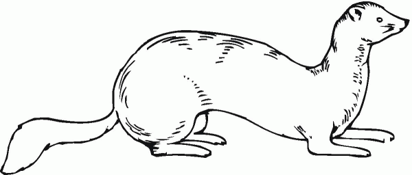 Ferret 17 coloring page image