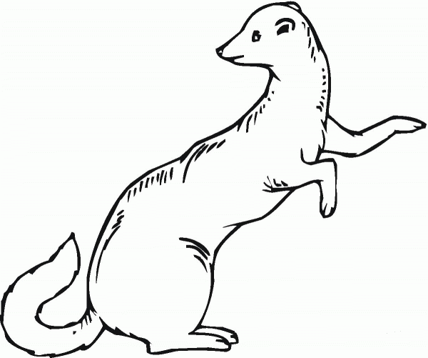 Ferret 18 coloring page image