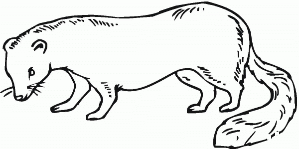 Ferret 21 coloring page image