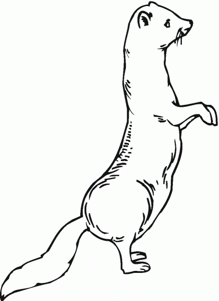 Ferret 22 coloring page image
