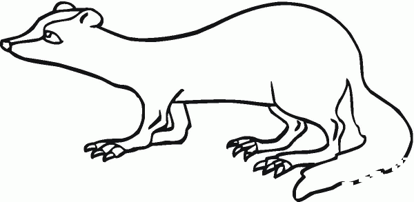 Ferret 27 coloring page image