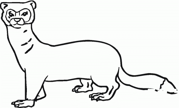 Ferret 4 coloring page image