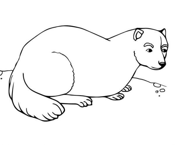 Ferret coloring page image