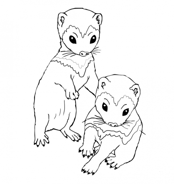 Ferret Kits coloring page image