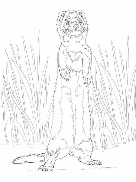 Ferret Standing Up coloring page image