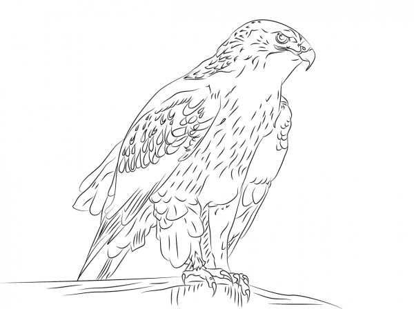 Ferruginous Hawk  coloring page image