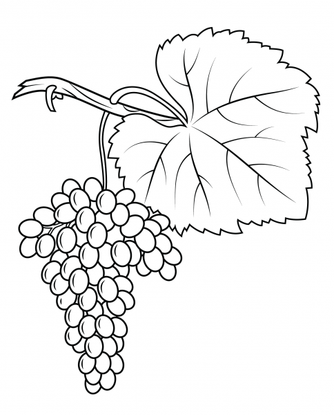 Fiano Grapes coloring page image