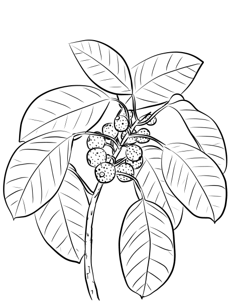 Ficus Superba var. Henneana coloring page - ColouringPages