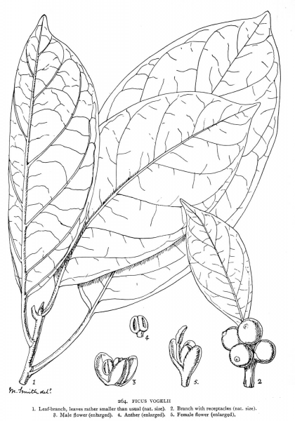 Ficus Vogelli coloring page image